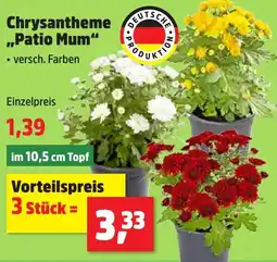 Thomas Philipps Chrysantheme "Patio Mum" Angebot