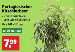 Thomas Philipps Portugiesischer Kirschlorbeer Angebot