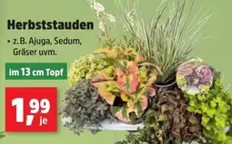 Thomas Philipps Herbststauden Angebot