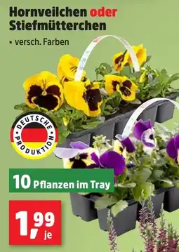 Thomas Philipps Hornveilchen oder Stiefmütterchen Angebot
