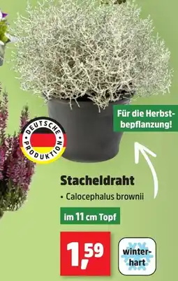 Thomas Philipps Stacheldraht • Calocephalus brownnii Angebot