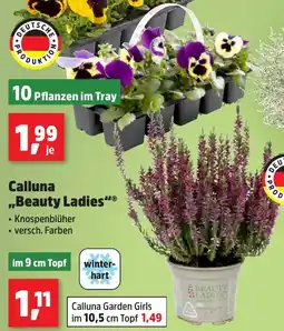 Thomas Philipps Calluna Garden Girls Angebot