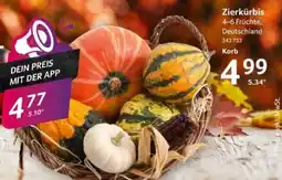 Selgros Zierkürbis Angebot