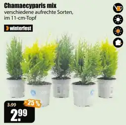 V Baumarkt Chamaecyparis mix Angebot