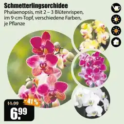 V Baumarkt Schmetterlingsorchidee Angebot