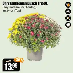 V Baumarkt Chrysanthemen Busch Trio XL Angebot