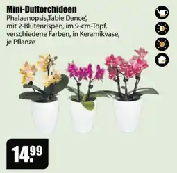V Baumarkt Mini-Duftorchideen Phalaenopsis,Table Dance' Angebot