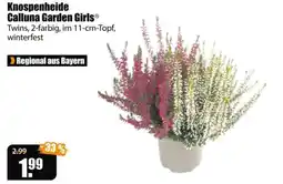 V Baumarkt Knospenheide Calluna Garden Girls® Angebot