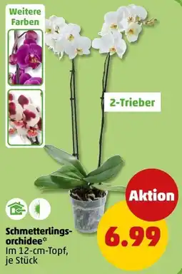 PENNY Schmetterlings-orchidee* Angebot