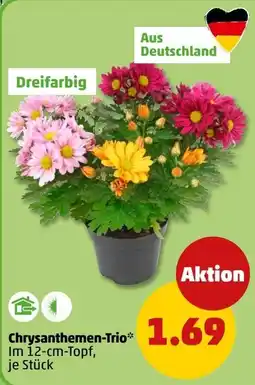 PENNY Chrysanthemen-Trio* Angebot