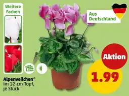 PENNY Alpenveilchen* Angebot