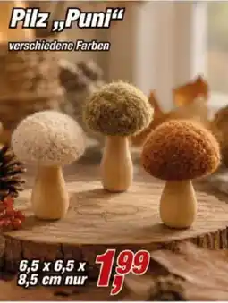 Posten Börse Pilz "Puni" Angebot