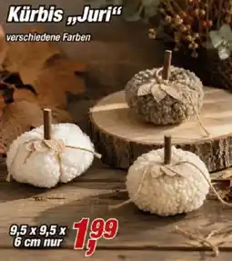 Posten Börse Kürbis "Juri" Angebot