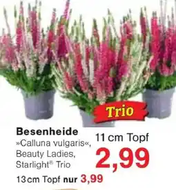 Jawoll Besenheide »Calluna vulgaris«, Beauty Ladies, Starlight® Trio Angebot