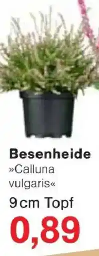 Jawoll Besenheide »Calluna vulgaris« Angebot