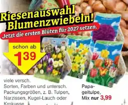 Jawoll Blumenzwiebeln Angebot