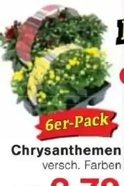 Jawoll Chrysanthemen Angebot
