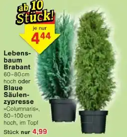 Jawoll Lebensbaum Brabant Angebot