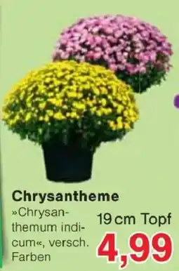 Jawoll Chrysanthemum indicum Angebot