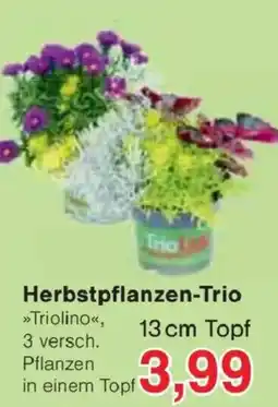 Jawoll Herbstpflanzen-Trio »Triolino« Angebot