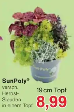 Jawoll SunPoly® versch. Herbst-Stauden in einem Topf Angebot