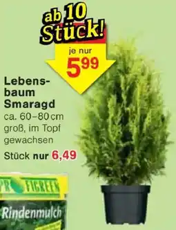 Jawoll Lebensbaum Smaragd Angebot