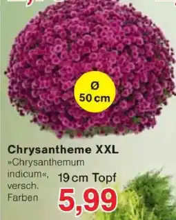 Jawoll Chrysantheme XXL Angebot