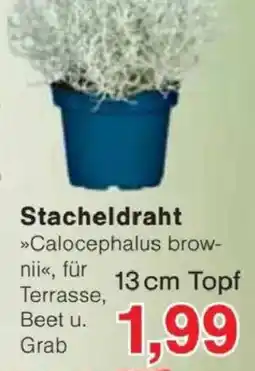 Jawoll Stacheldraht »Calocephalus brownii« Angebot
