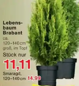 Jawoll Lebensbaum Brabant Angebot
