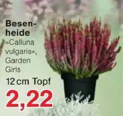 Jawoll Besenheide »Calluna vulgaris«, Garden Girls Angebot