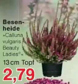 Jawoll Besenheide »Calluna vulgaris Beauty Ladies« Angebot