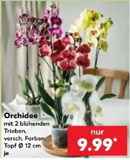 Kaufland Orchidee Angebot