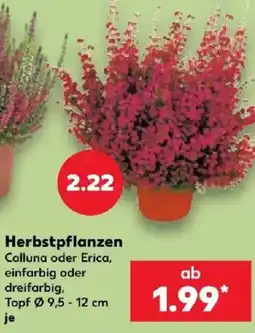 Kaufland Herbstpflanzen Calluna oder Erica Angebot