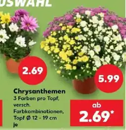 Kaufland Chrysanthemen Angebot