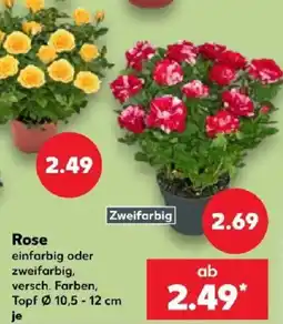 Kaufland Rose Angebot