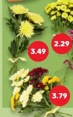 Kaufland Chrysanthemen Angebot
