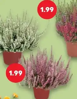 Kaufland Heide Angebot