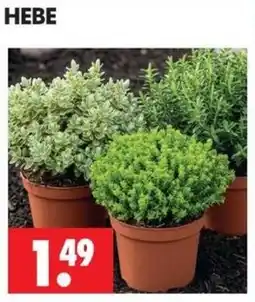 Wreesmann HEBE Angebot