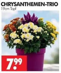 Wreesmann CHRYSANTHEMEN-TRIO Angebot