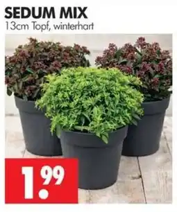 Wreesmann SEDUM MIX Angebot