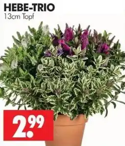 Wreesmann HEBE-TRIO Angebot
