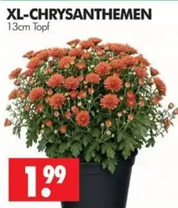 Wreesmann XL-CHRYSANTHEMEN Angebot