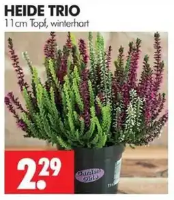 Wreesmann HEIDE TRIO Angebot