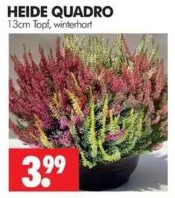 Wreesmann HEIDE QUADRO Angebot