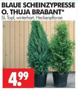 Wreesmann BLAUE SCHEINZYPRESSE O. THUJA BRABANT* Angebot
