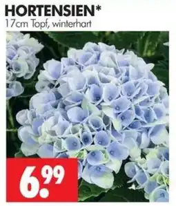 Wreesmann Hortensien* Angebot