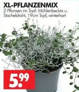 Wreesmann XL-PFLANZENMIX Angebot