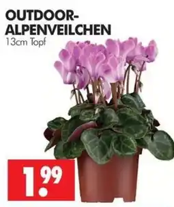 Wreesmann OUTDOOR-ALPENVEILCHEN Angebot