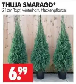 Wreesmann THUJA SMARAGD* Angebot