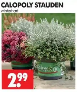 Wreesmann CALOPOLY STAUDEN Angebot